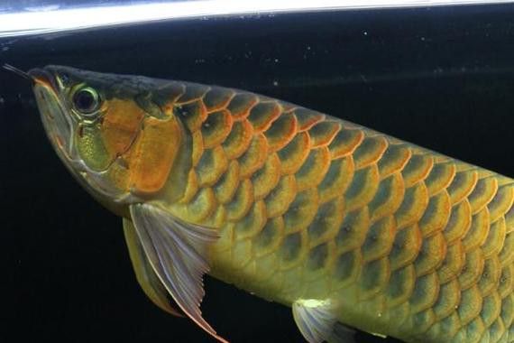 小黃龍魚多少錢一條圖片大全