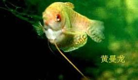 小黃龍魚多少錢一條圖片大全