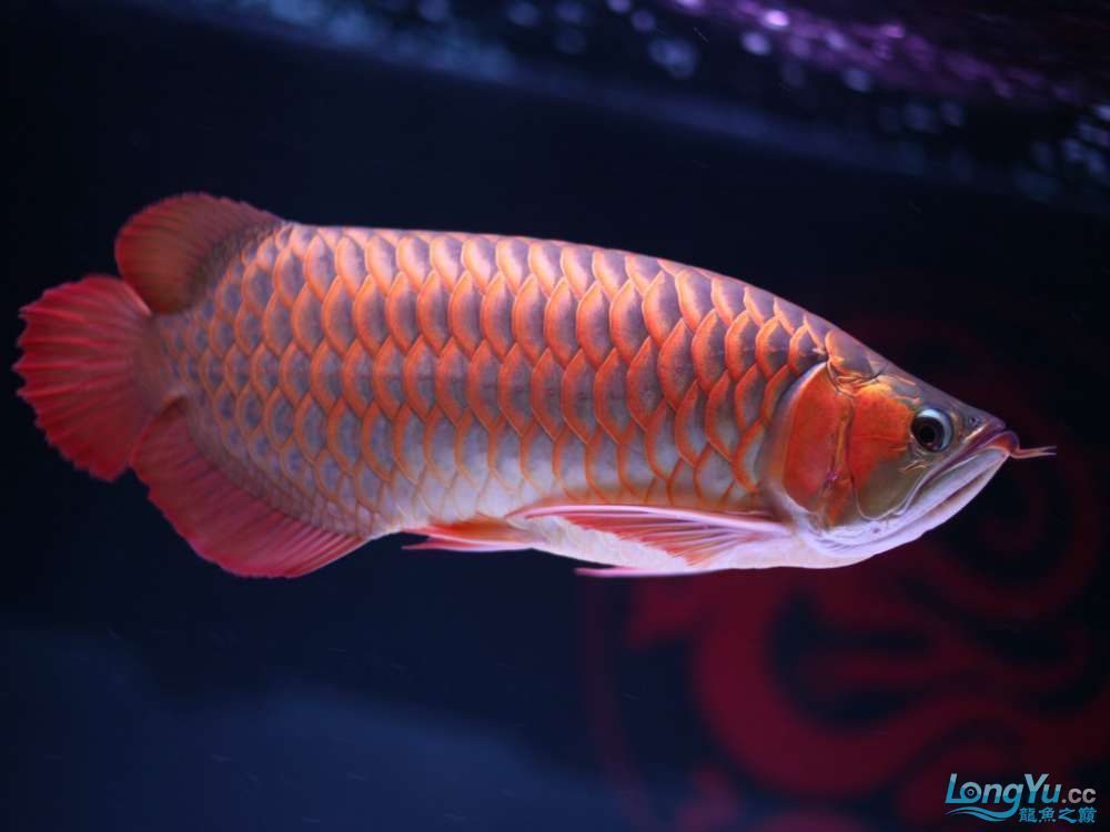 紅龍魚微兜嘴怎么調理：紅龍魚微兜嘴的調理方法