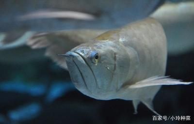 銀龍魚下顎比上顎長的長正常嗎（銀龍魚的下顎比上顎長是其正常的生理特征） 銀龍魚下顎比上顎長的長正常嗎（銀龍魚的下顎比上顎長是其正常的生理特征） 龍魚百科 第3張