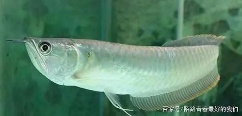 銀龍魚下顎比上顎長的長正常嗎（銀龍魚的下顎比上顎長是其正常的生理特征） 銀龍魚下顎比上顎長的長正常嗎（銀龍魚的下顎比上顎長是其正常的生理特征） 龍魚百科 第1張