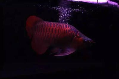 龍魚發色燈什么牌子好一點：如何正確擺放龍魚發色燈
