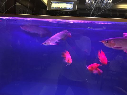 龍魚打架沉頭是什么原因：如何判斷龍魚水質(zhì)問題 龍魚打架沉頭是什么原因：如何判斷龍魚水質(zhì)問題 龍魚百科 第4張