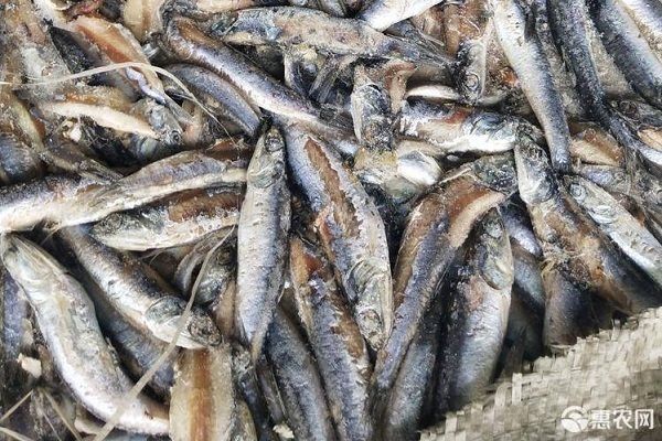 龍魚活餌料消毒用什么：龍魚活餌料怎么消毒