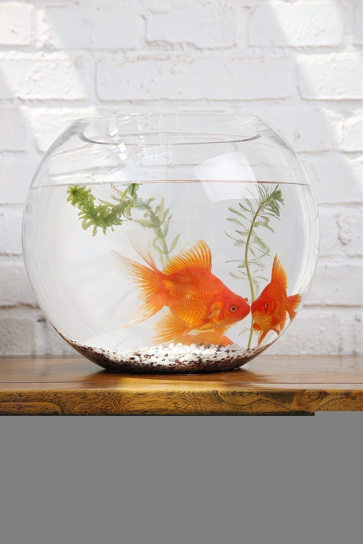 新缸消毒后多久可以養龜增色龍魚？