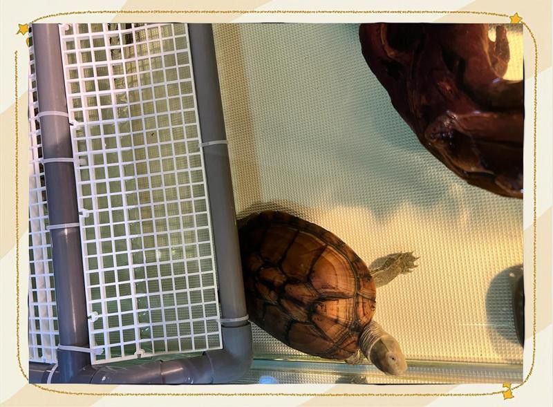 新缸消毒后多久可以養龜增色龍魚？