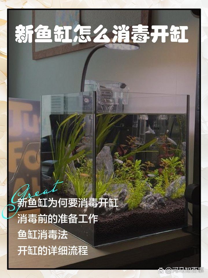 新缸消毒后多久可以養龜增色龍魚？