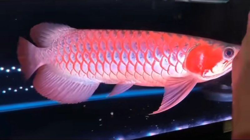 白玉紅龍魚(yú)詳細(xì)介紹