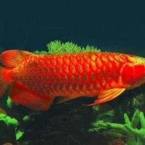 金龍魚(yú)青眼珠好看嗎【金龍魚(yú)青眼珠好看嗎金龍魚(yú)青眼珠好看嗎】