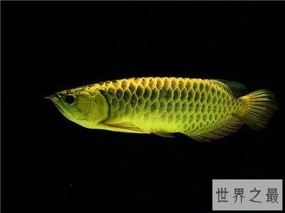 金龍魚(yú)青眼珠好看嗎【金龍魚(yú)青眼珠好看嗎金龍魚(yú)青眼珠好看嗎】
