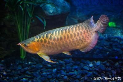 觀賞銀龍魚多少錢一條（觀賞魚銀龍魚價(jià)格信息：銀龍魚價(jià)格與其尺寸有關(guān)系）