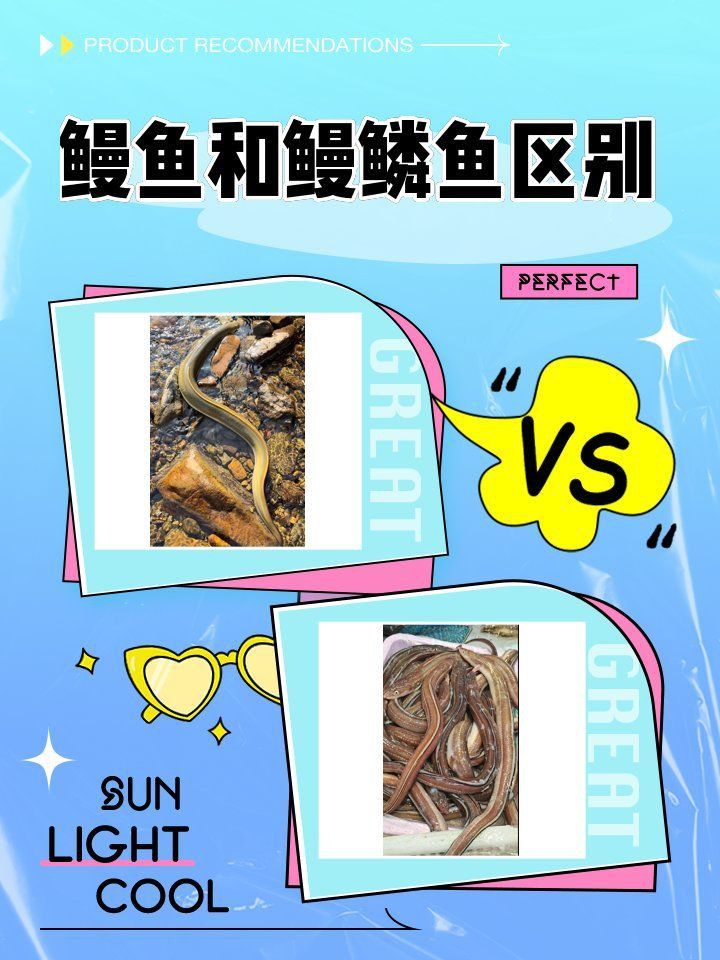 鰻鱗魚是鰻魚嗎