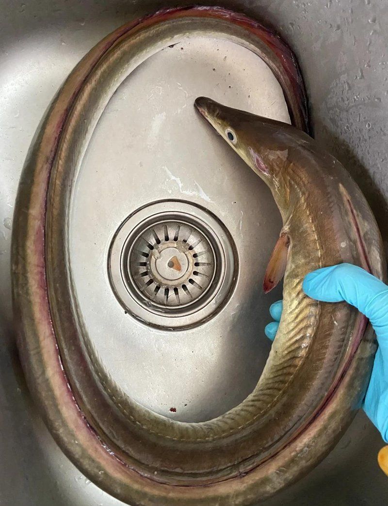 鰻鱗魚是鰻魚嗎