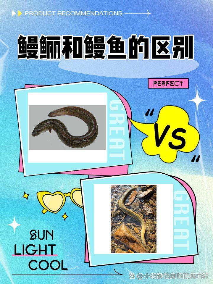 鰻鱗魚是鰻魚嗎