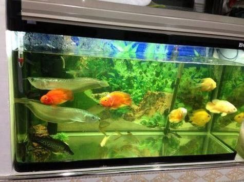銀龍魚幼魚的飼養方法圖片 銀龍魚幼魚的飼養方法圖片 龍魚百科 第12張