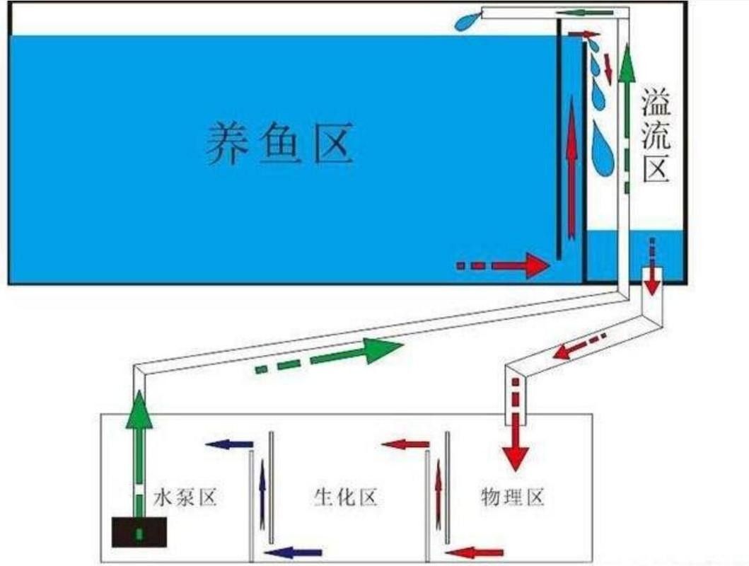 銀龍魚幼魚的飼養方法圖片 銀龍魚幼魚的飼養方法圖片 龍魚百科 第35張