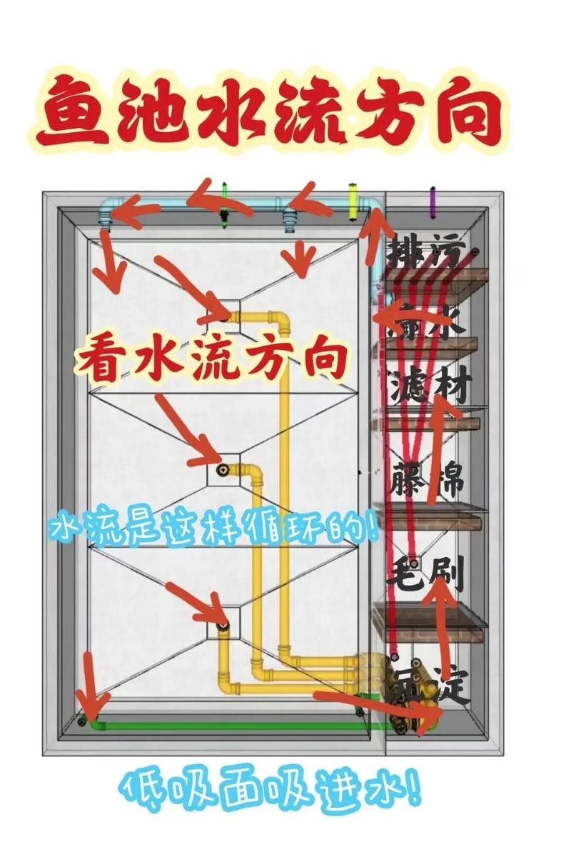 銀龍魚幼魚的飼養方法圖片 銀龍魚幼魚的飼養方法圖片 龍魚百科 第34張
