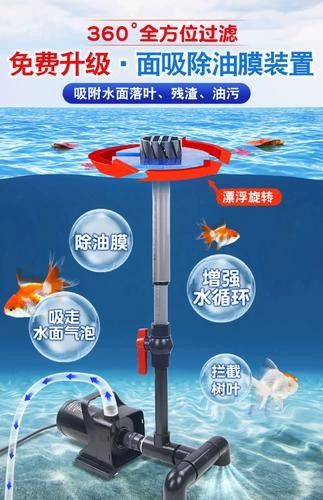 銀龍魚幼魚的飼養方法圖片 銀龍魚幼魚的飼養方法圖片 龍魚百科 第39張