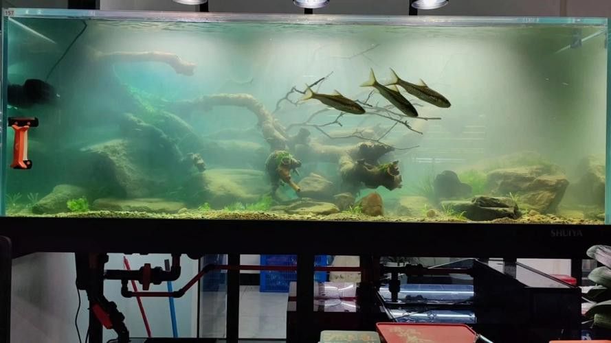 水鴉魚缸的用戶評價如何？