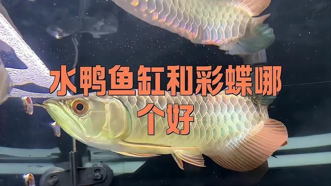 水鴉魚缸的用戶評價如何？