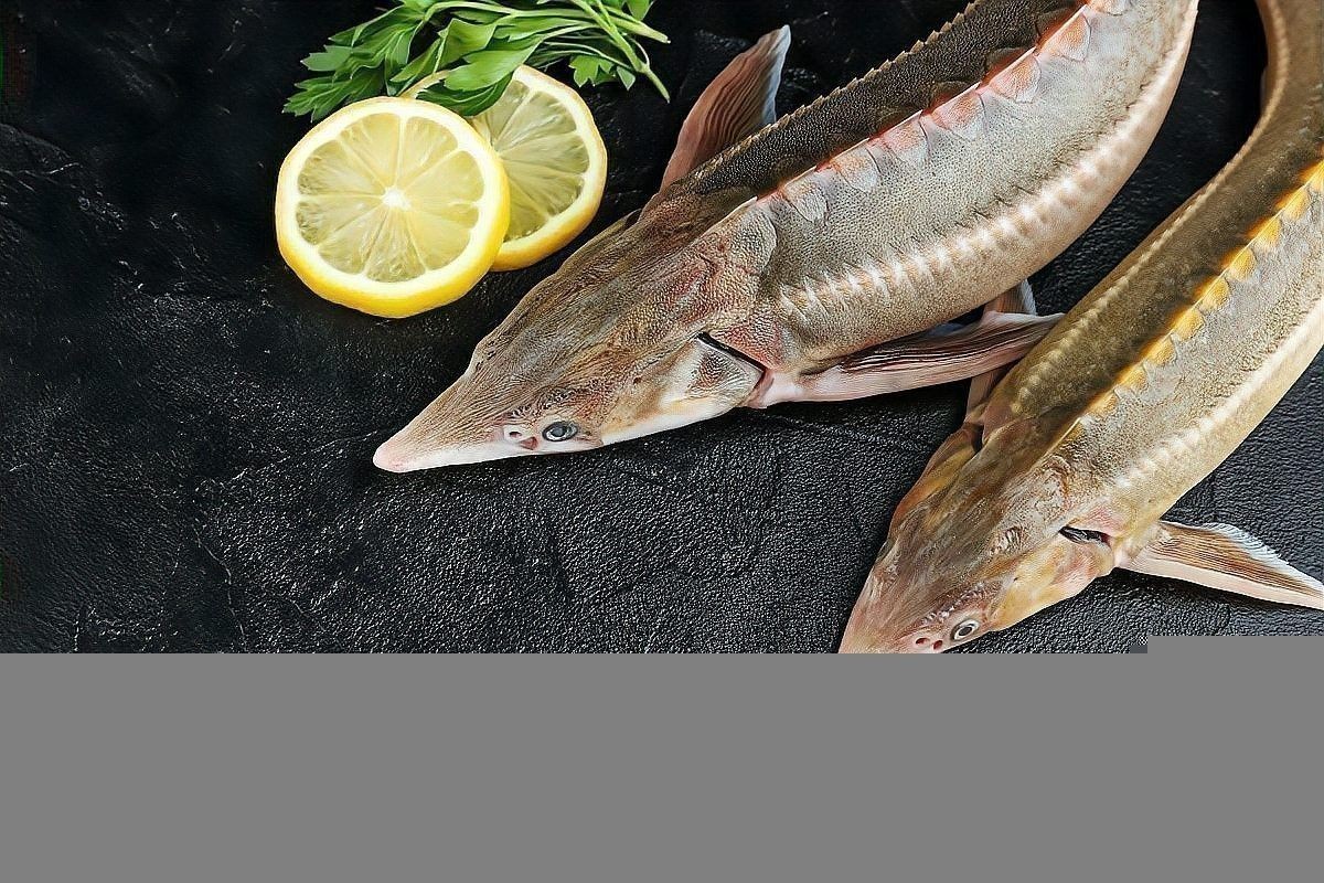 龍魚和黑魚哪個刺少一點