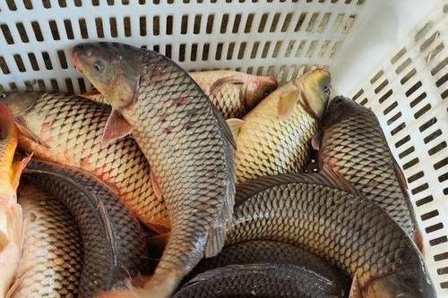 龍魚和黑魚哪個刺少一點