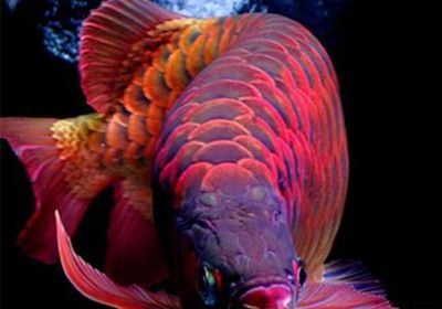 龍魚(yú)晚上用不用開(kāi)一下燈光：龍魚(yú)在晚上不需要光照，晚上開(kāi)燈可能會(huì)影響龍魚(yú)生長(zhǎng)和休息