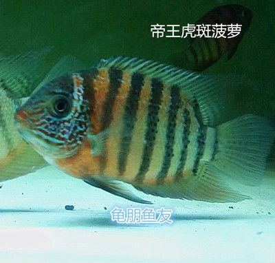 龍魚的虎斑特征解析（龍魚的虎斑是指龍魚身上具有的類似老虎皮毛的斑紋）
