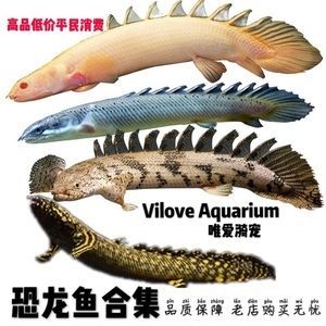龍魚的虎斑特征解析（龍魚的虎斑是指龍魚身上具有的類似老虎皮毛的斑紋）