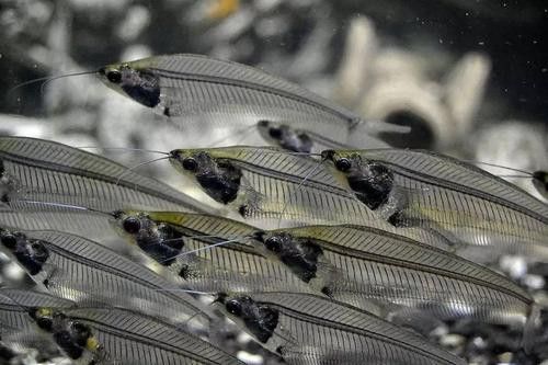 野生的龍魚生長在哪里圖片 龍魚百科 第4張 野生的龍魚生長在哪里圖片 野生的龍魚生長在哪里圖片 龍魚百科 第4張