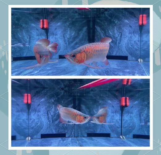 野生的龍魚生長在哪里圖片 龍魚百科 第7張 野生的龍魚生長在哪里圖片 野生的龍魚生長在哪里圖片 龍魚百科 第7張