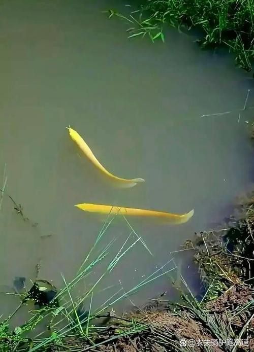 野生的龍魚生長在哪里圖片 野生的龍魚生長在哪里圖片 龍魚百科 第19張