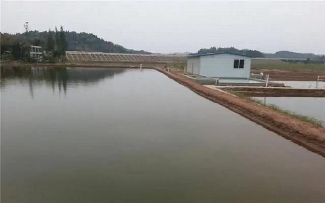 金龍魚養殖基地在哪里（中國金龍魚養殖基地） 金龍魚養殖基地在哪里（中國金龍魚養殖基地） 龍魚百科 第3張