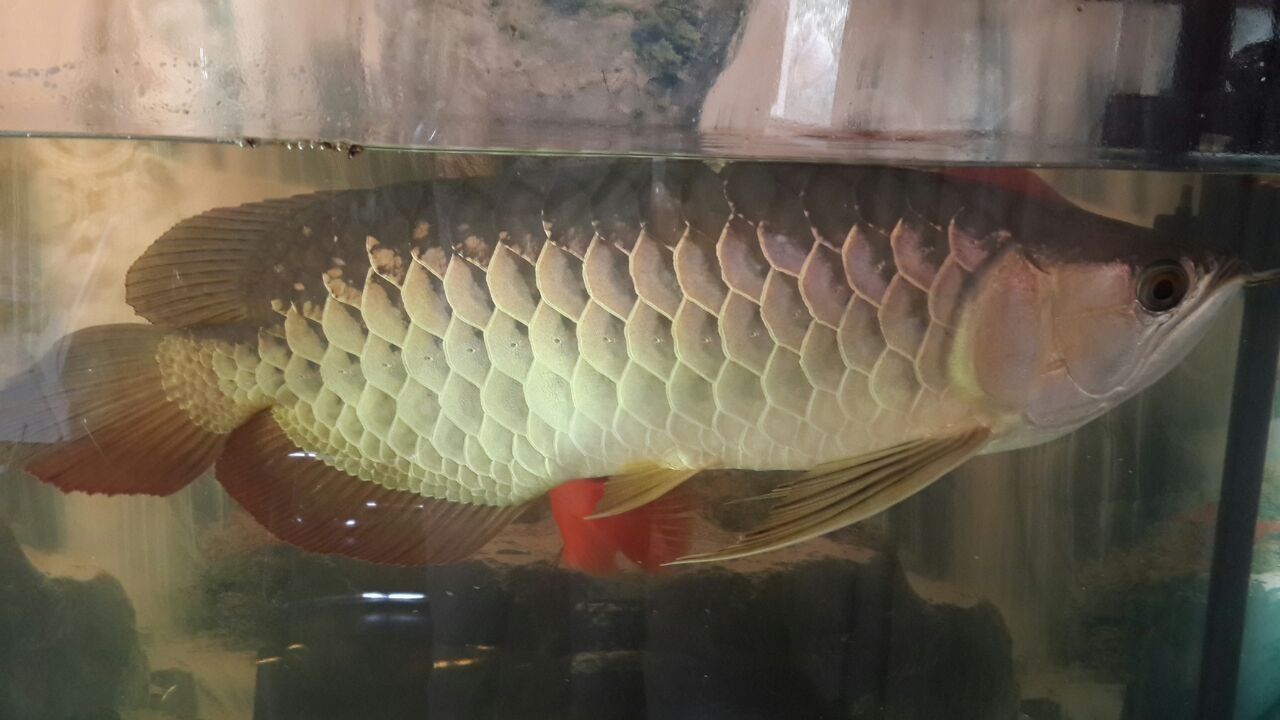 金龍魚顏色淺（金龍魚顏色淺與基因有關(guān)，金龍魚的顏色深淺與基因有關(guān)）