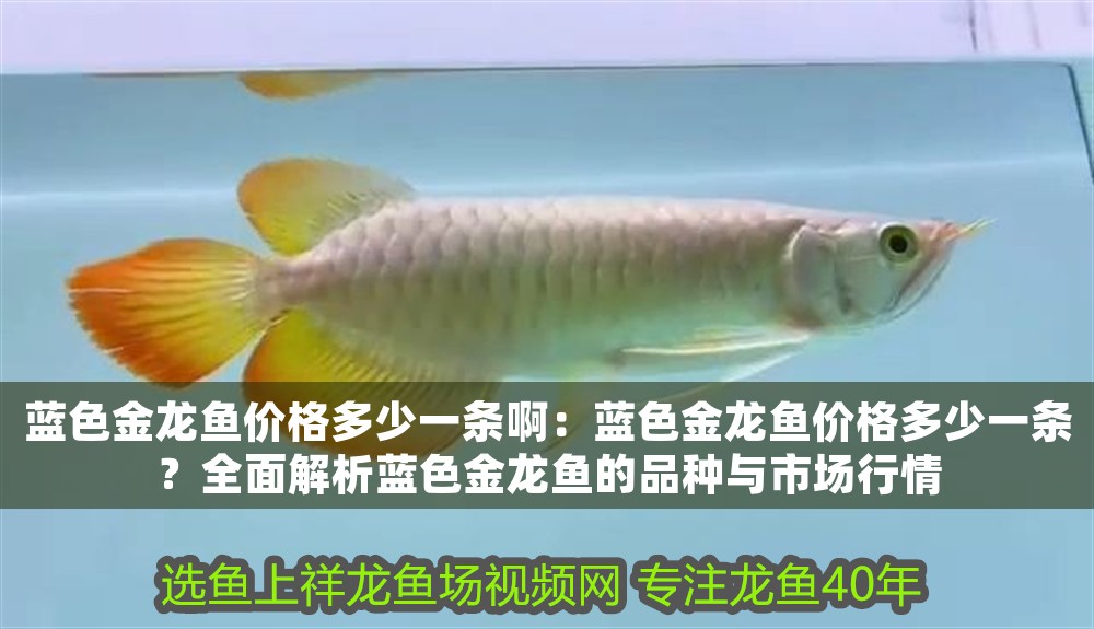 藍色金龍魚價格多少一條啊：藍色金龍魚價格多少一條？全面解析藍色金龍魚的品種與市場行情 藍色金龍魚價格多少一條啊：藍色金龍魚價格多少一條？全面解析藍色金龍魚的品種與市場行情 龍魚百科 第1張
