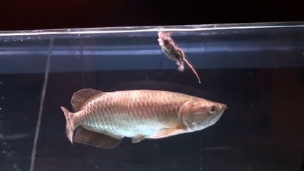 金龍魚晚上跳缸預(yù)示著什么：金龍魚晚上跳缸可能預(yù)示著多種情況 金龍魚晚上跳缸預(yù)示著什么：金龍魚晚上跳缸可能預(yù)示著多種情況 龍魚百科 第2張