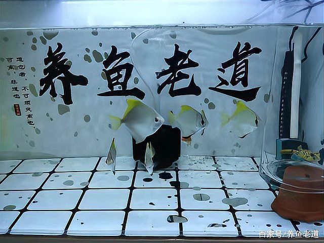 金錢狗頭魚最害怕三個東西