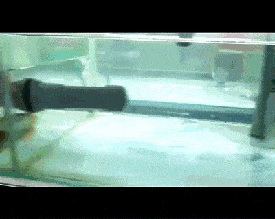 小龍魚養殖視頻：關于小龍魚養殖的視頻資源 小龍魚養殖視頻：關于小龍魚養殖的視頻資源 龍魚百科 第3張