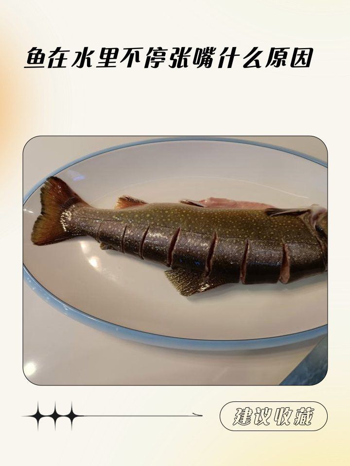 龍魚浮頭張嘴的梗怎么來的