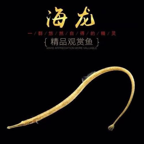 淡水海龍魚圖片大全高清視頻