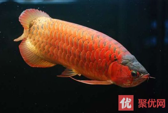紅龍魚幼魚怎樣挑選好的（如何挑選紅龍魚幼魚）