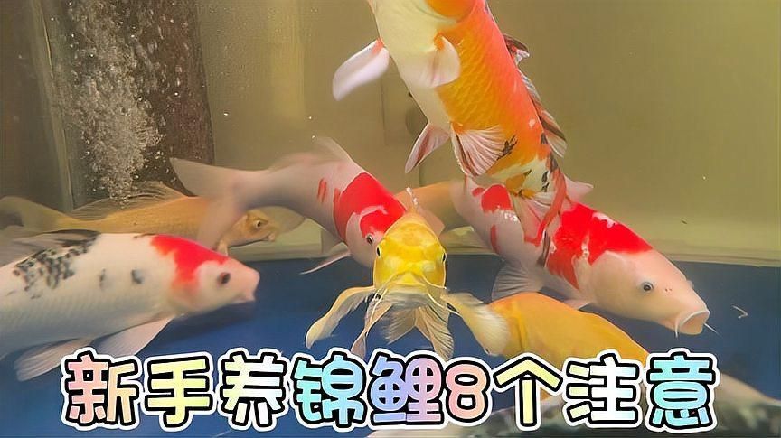 如何預防錦鯉魚鱗發紅充血？