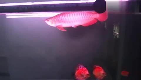 紅龍魚生長變化過程視頻播放