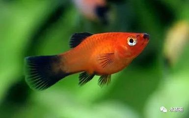 龍魚停電能堅(jiān)持多久（龍魚停電后能堅(jiān)持大約10個(gè)小時(shí)，但這個(gè)時(shí)間可能會(huì)因缺氧而死亡）