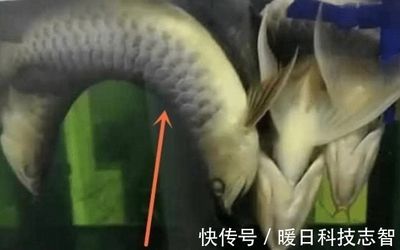 龍魚停電能堅(jiān)持多久（龍魚停電后能堅(jiān)持大約10個(gè)小時(shí)，但這個(gè)時(shí)間可能會(huì)因缺氧而死亡）