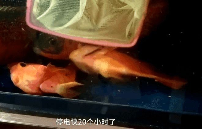 龍魚停電能堅(jiān)持多久（龍魚停電后能堅(jiān)持大約10個(gè)小時(shí)，但這個(gè)時(shí)間可能會(huì)因缺氧而死亡）