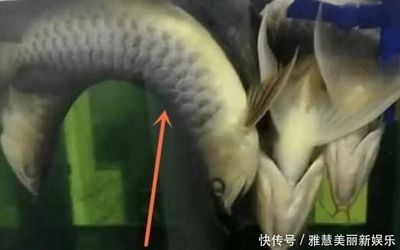 龍魚停電能堅(jiān)持多久（龍魚停電后能堅(jiān)持大約10個(gè)小時(shí)，但這個(gè)時(shí)間可能會(huì)因缺氧而死亡）