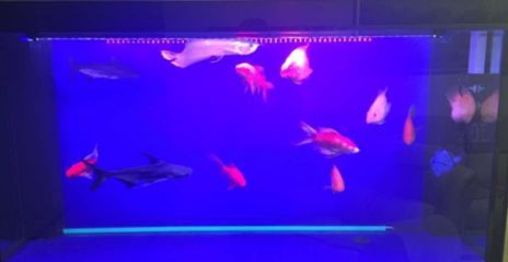 龍魚和鸚鵡混養用什么燈光？：龍魚和鸚鵡混養的注意事項