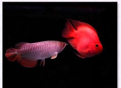 龍魚和鸚鵡混養用什么燈光？：龍魚和鸚鵡混養的注意事項