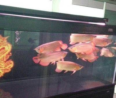 彩蝶埃及缸可以養龍魚嗎：彩蝶埃及缸養龍魚和埃及缸可以養龍魚嗎